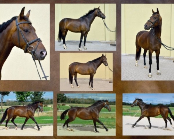 horse Zedine (Oldenburg, 2015, from Zhivago)
