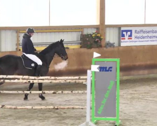 Springturnier Dettingen Late Entry 2015