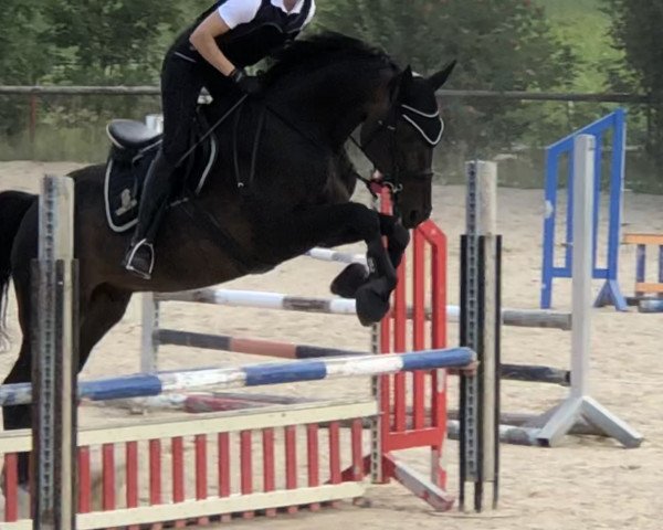 horse Foster (Hanoverian, 2008, from Fabriano)
