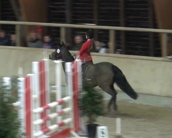 Hallenspringturnier Heidelberg-Kirchheim 2015