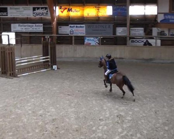 Hallenspringturnier Heidelberg-Kirchheim 2015