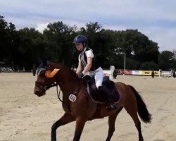 dressage horse Maraschino 50 (German Riding Pony, 2008, from Montreal)