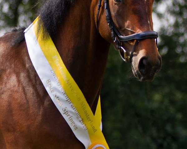 horse Dia en Frances (Hanoverian, 2016, from Diacontinus)