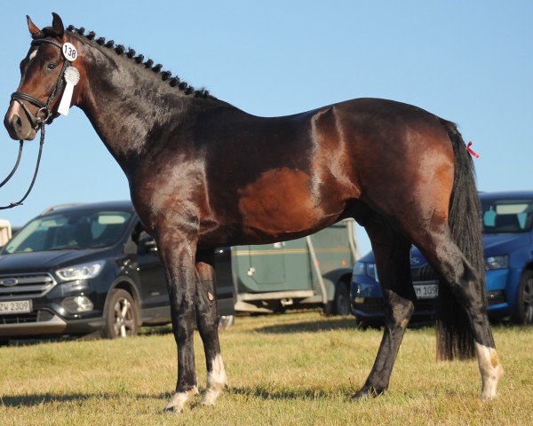 horse Frangelico 9 (German Sport Horse, 2017, from Fuerst William Old)