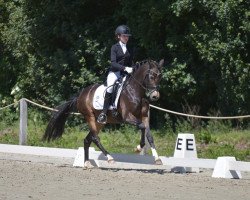 dressage horse White Gold's Boy (Westphalian, 2010, from White Gold B)