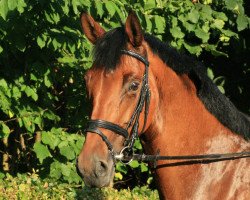 dressage horse Electra 54 (Westphalian, 2004, from Ehrentanz I)