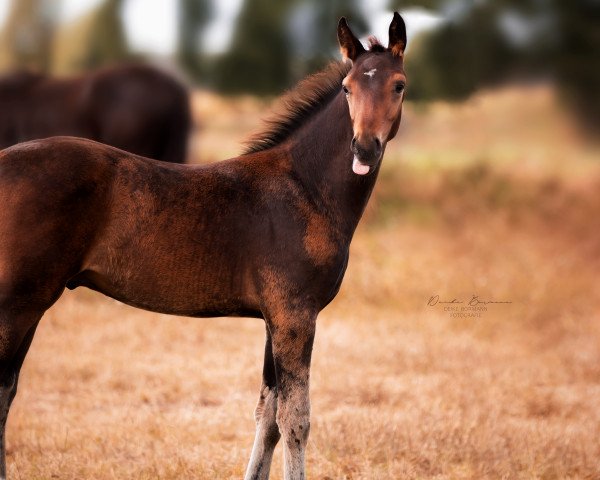 horse Hengst von DEgalite / Belissimo M (Oldenburg, 2020, from D'Egalite)
