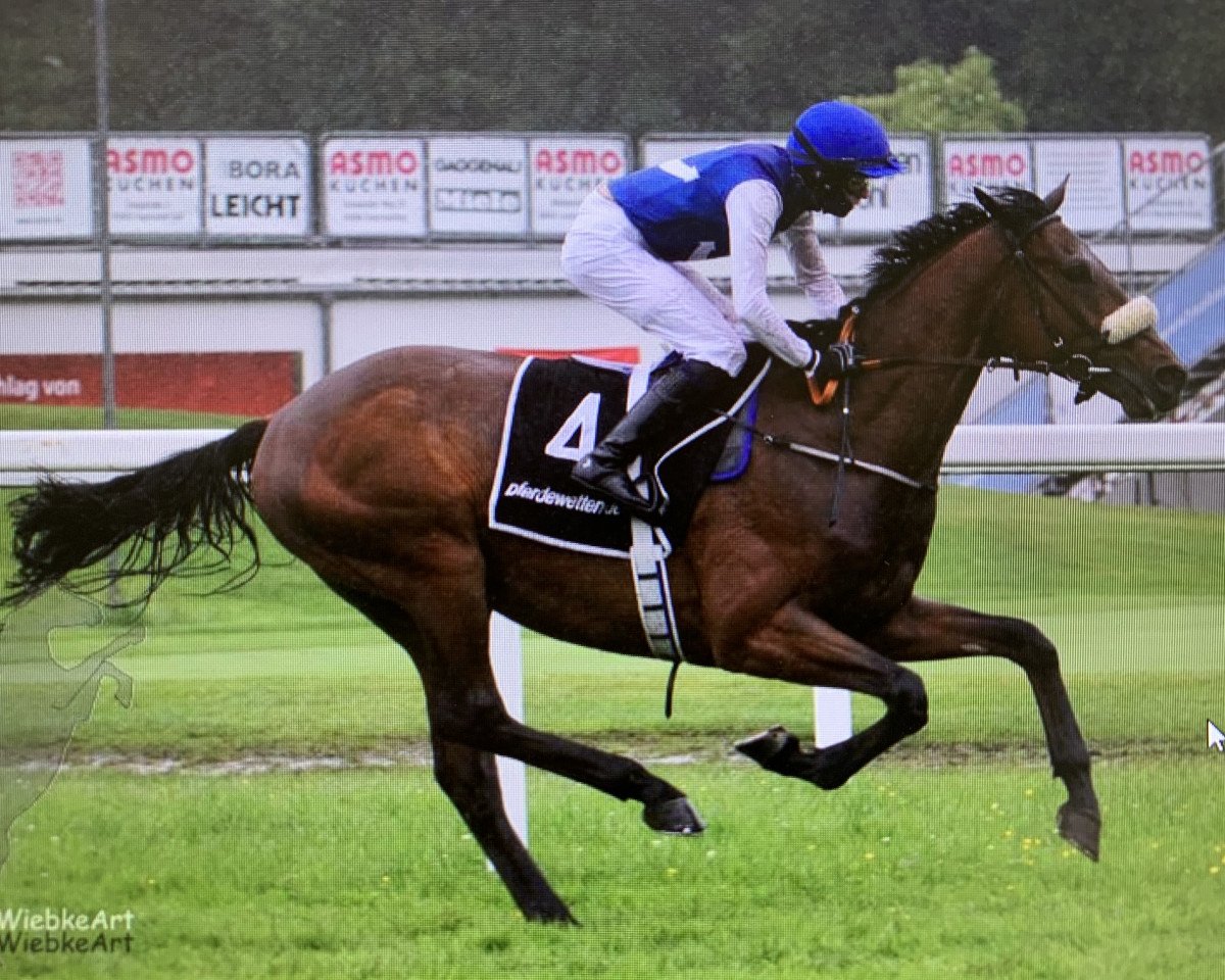 horse Axamer Lizum xx (Thoroughbred, 2015, from Nathaniel xx)