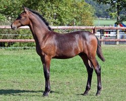 Springpferd Arminator K (Westfale, 2020, von Armison)