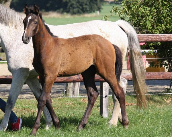 horse Chicago Blue K (Westphalian, 2020, from Charthago Blue OLD)