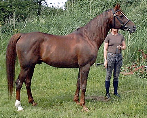 stallion Aydin ox (Arabian purebred, 1985, from Rousseau ox)