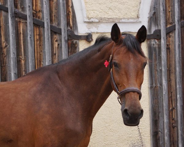 Springpferd Lady Christo (Holsteiner, 2005, von Cristo) Springpferd Lady Christo (Holsteiner, 2005, von Cristo)