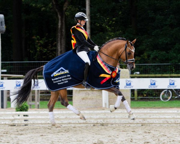 Deckhengst Date de Luxe AT (Deutsches Reitpony, 2017, von Dating AT NRW)
