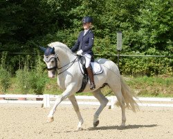 dressage horse Paciente de Susaeta (Pura Raza Espanola (PRE), 2012, from Impaciente)