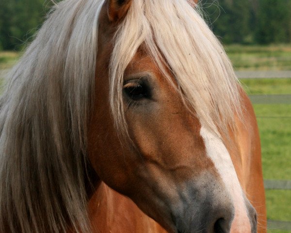 dressage horse Natz (Haflinger, 2005, from Nebos I (3,125% ox))