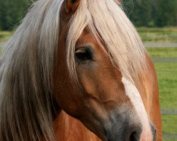 dressage horse Natz (Haflinger, 2005, from Nebos I (3,125% ox))