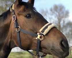 dressage horse Formidable 61 (Oldenburg, 2014, from Franziskus FRH)