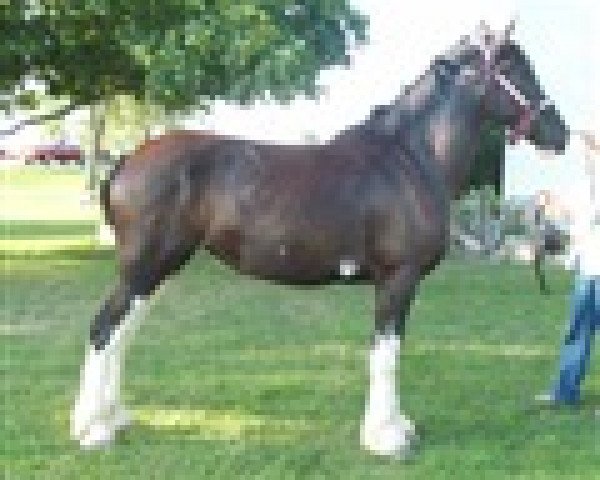 horse Rock Edge Lola (Clydesdale, 2011, from Haybon Captain Belleau)