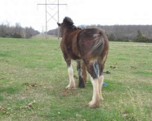Pferd Rock and Rail Esme (Clydesdale, 2010, von Plunton Tearlach Suibhne)