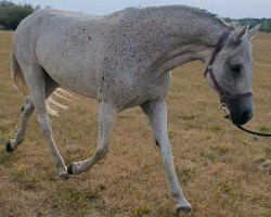 broodmare Liaison W (German Warmblood, 2007, from Baloubino B)
