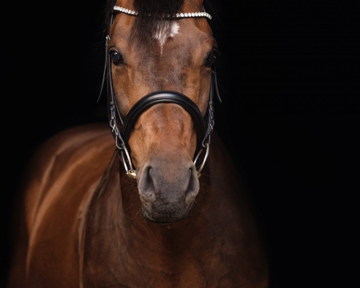 Cavallo da Dressage Abstinent (Cavallo Sportivo Tedesco, 2007, di Abke)