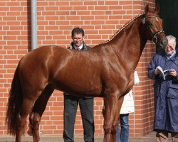 stallion Setup (Oldenburg, 2009, from Sieger Hit)