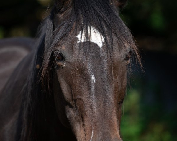 horse Silva (Württemberger, 2004, from Sir Oldenburg)