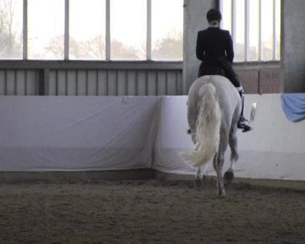 16. Grevener - Dressurtage 2015