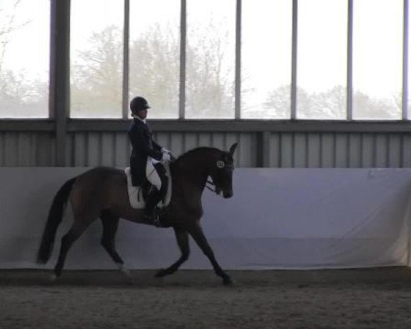 16. Grevener - Dressurtage 2015