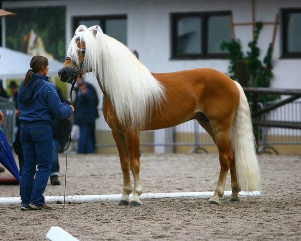 Deckhengst liz. 280/T Wolfgang (Haflinger, 2000, von liz. 167/T Walzertakt) Deckhengst liz. 280/T Wolfgang (Haflinger, 2000, von liz. 167/T Walzertakt)