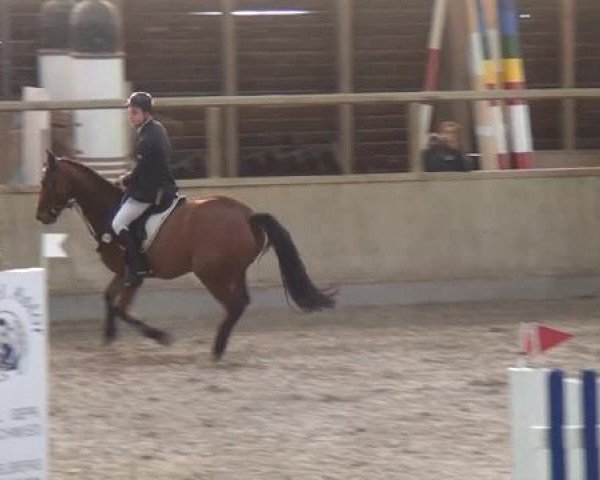 Hallenspringturnier Heidelberg-Kirchheim 2015
