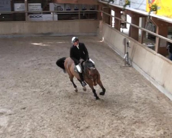 Hallenspringturnier Heidelberg-Kirchheim 2015