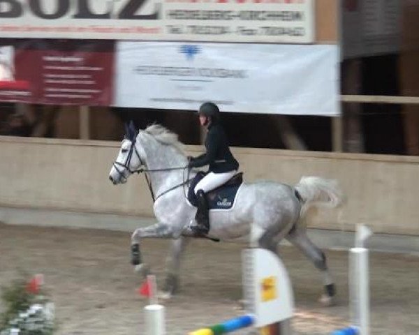 Hallenspringturnier Heidelberg-Kirchheim 2015