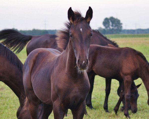 horse Quinera B (German Sport Horse,  , from Quantensprung 3)