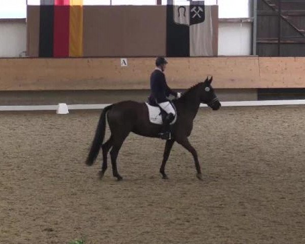 Hallen-Reit- und Springturnier 2015 beim RV Alt Marl