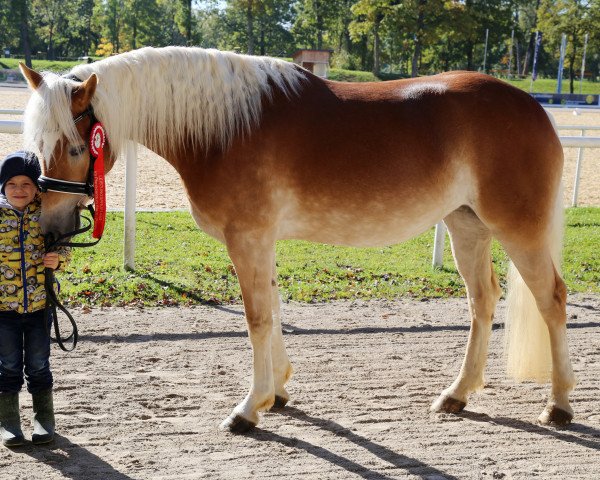 broodmare Frühlingszauber (Haflinger, 2018, from Blickfang)