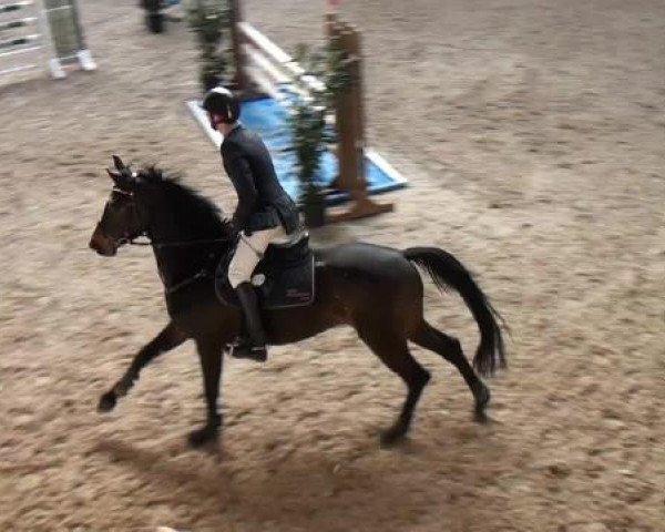 Hallenspringturnier Heidelberg-Kirchheim 2015
