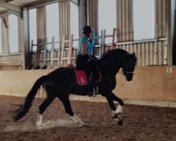 dressage horse Sarasan H (Oldenburg, 2016, from Semper)