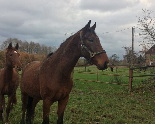 horse Wallach v. All at Once (Westphalian, 2014, from All At Once)