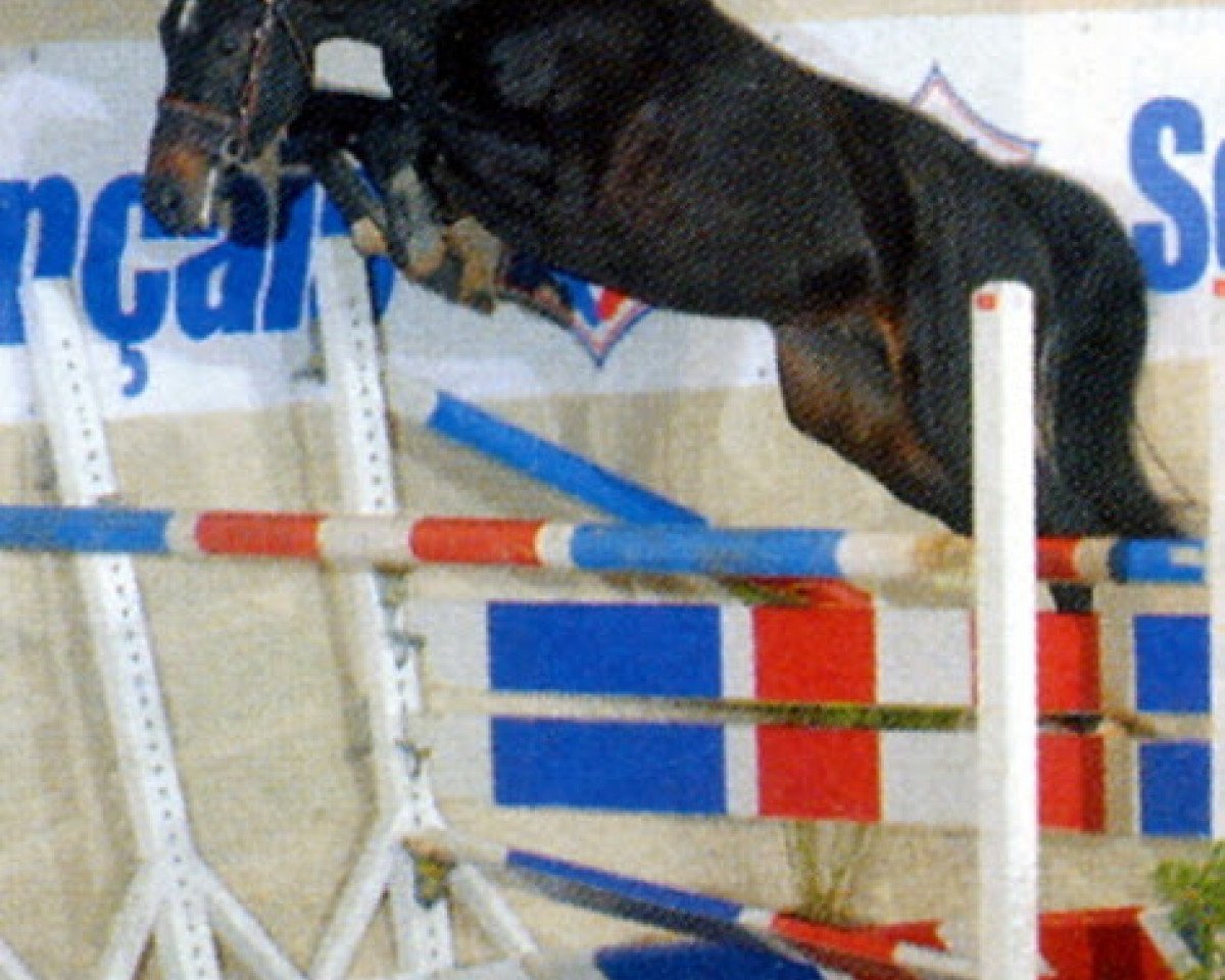 Deckhengst Rasta du Soutrait (Selle Français, 2005, von Adelfos)