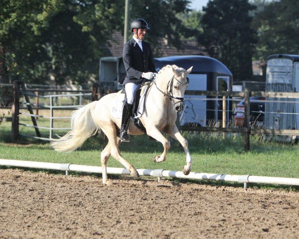 dressage horse Golden Flurry J (German Riding Pony, 2016, from HET Golden Dream) dressage horse Golden Flurry J (German Riding Pony, 2016, from HET Golden Dream)