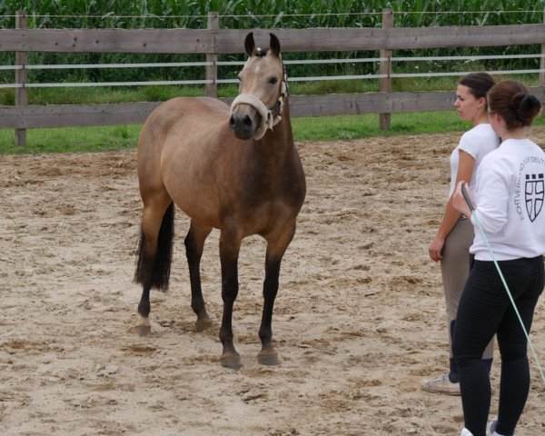 broodmare Diabolessa (German Riding Pony, 2017, from D-Day AT)