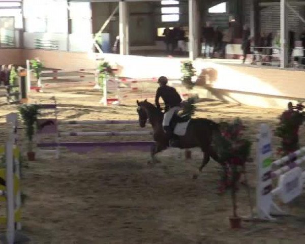 Hallen-Reit- und Springturnier 2015 beim RV Alt Marl