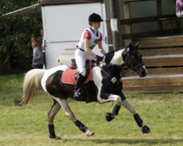 jumper Sambuco Junior (Pinto / Hunter, 2001, from Sambuco B) jumper Sambuco Junior (Pinto / Hunter, 2001, from Sambuco B)