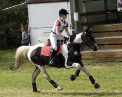 jumper Sambuco Junior (Pinto / Hunter, 2001, from Sambuco B)