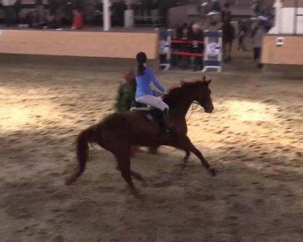 Hallen-Reit- und Springturnier 2015 beim RV Alt Marl