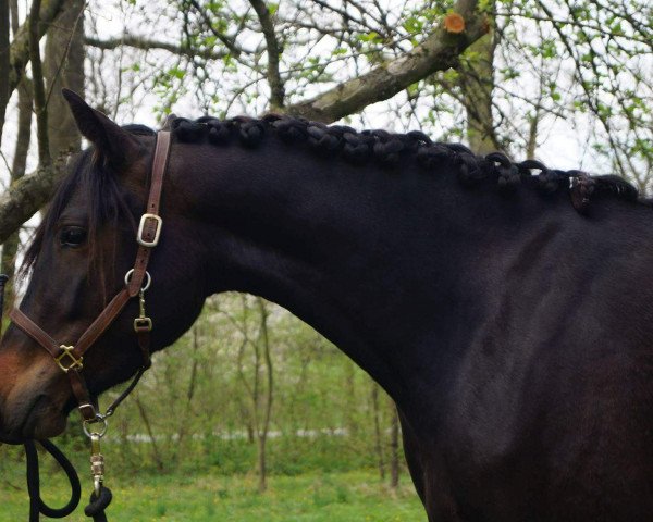horse Midnight Girl (Connemara Pony, 2014, from El Larry II)