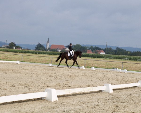 dressage horse Chuck Norris 28 (Bavarian, 2013, from Caretello B) dressage horse Chuck Norris 28 (Bavarian, 2013, from Caretello B)
