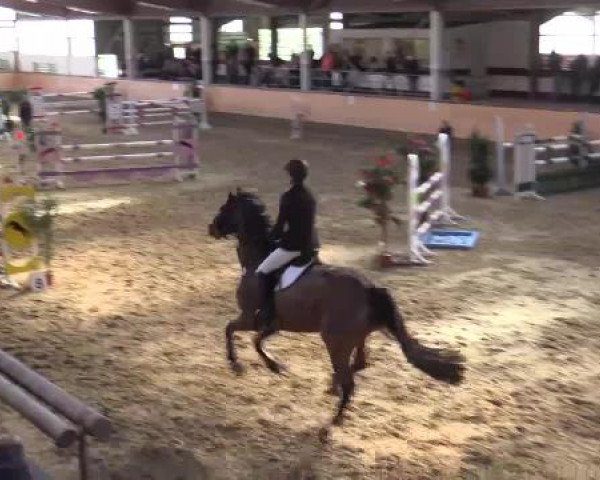 Hallen-Reit- und Springturnier 2015 beim RV Alt Marl