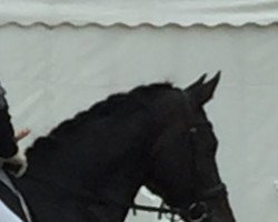 dressage horse Famous Finlay (Hanoverian, 2015, from Finest)